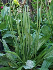 Podosphaera plantaginis