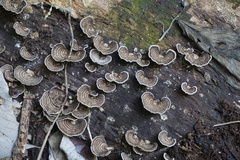 Trametes menziesii