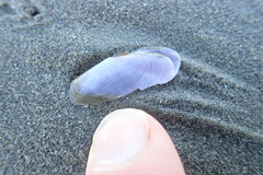 Hiatula nitida