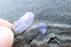 Hiatula nitida