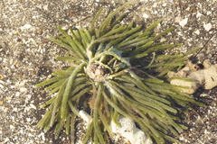 Caulerpa brownii