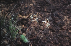 Stylidium hispidum