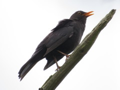 Turdus merula