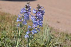 Penstemon angustifolius