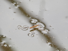 Limnoporus