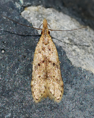 Dichomeris punctipennella