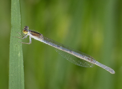 Citrine Forktail