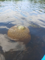 Pectinatella magnifica