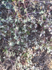 Chorizanthe cuspidata