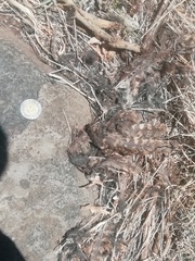 Chordeiles acutipennis