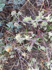 Chorizanthe cuspidata