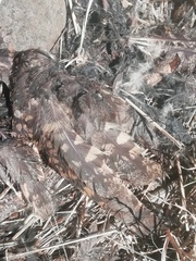 Chordeiles acutipennis