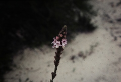 Hemiphora bartlingii