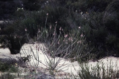 Hemiphora bartlingii