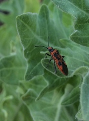 Corizus hyoscyami