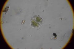 Desmidiaceae
