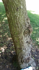 Schinus terebinthifolia