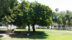 Schinus terebinthifolia