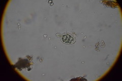 Nostocaceae