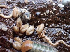 Acar squamosa