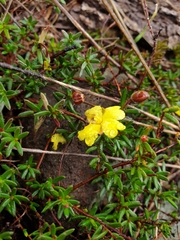 Hibbertia basaltica
