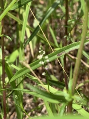 Polygala verticillata