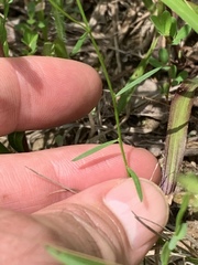 Polygala verticillata