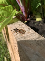 Polistes chinensis