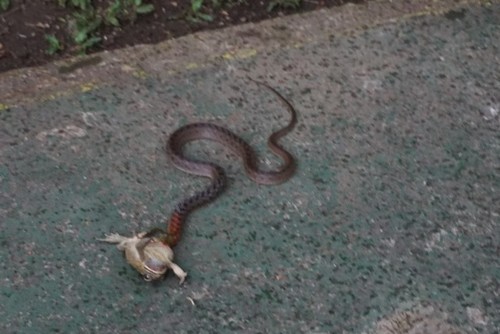 Red-necked Keelback