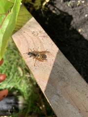 Polistes chinensis