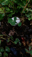 Trifolium subterraneum