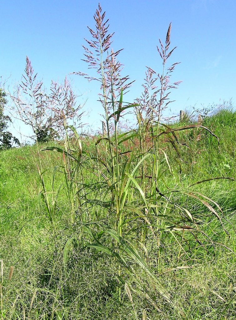 Sorghum halepense