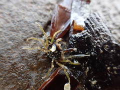 Three-Pronged Flat Spider Crab