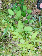 Desmodium marilandicum