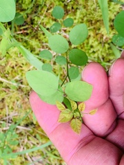 Desmodium marilandicum