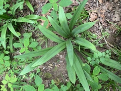 Hymenocallis occidentalis