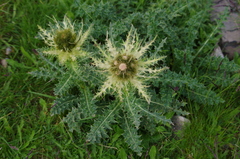 Cirsium spinosissimum