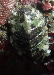 Dendrochiton flectens