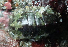 Dendrochiton flectens