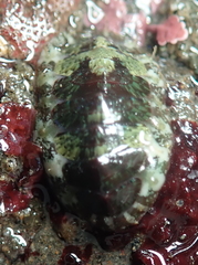 Dendrochiton flectens