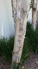 Melaleuca quinquenervia