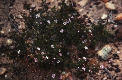 Baeckea grandiflora