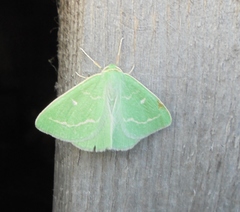 Thetidia smaragdaria