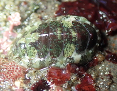 Dendrochiton flectens