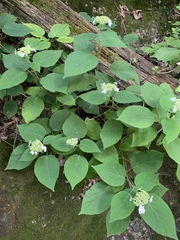 Hydrangea cinerea