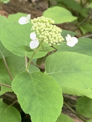 Hydrangea cinerea
