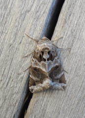 Chrysorithrum flavomaculata