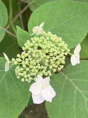 Hydrangea cinerea