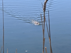 Ondatra zibethicus zibethicus