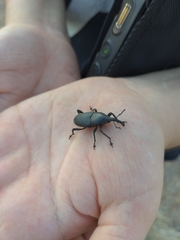 Cactophagus spinolae validus